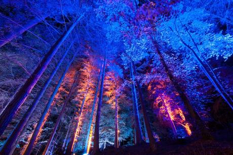 Forest Lights